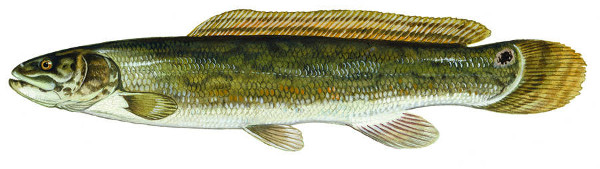 Bowfin or Mudfish