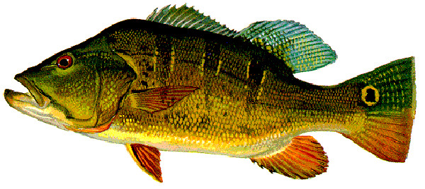Big Catch Florida  Butterfly Peacock Bass